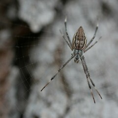 Argiope ocyaloides