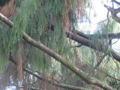 Dacrydium cupressinum