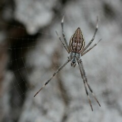 Argiope ocyaloides