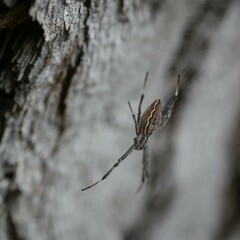 Argiope ocyaloides