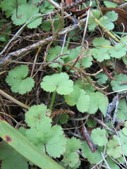 Hydrocotyle moschata
