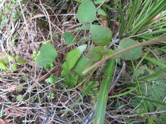 Fuchsia perscandens