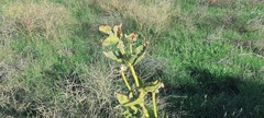 Asclepias erosa