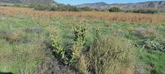 Asclepias erosa