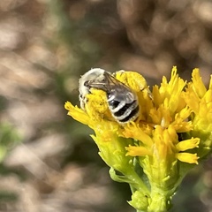 Andrena isocomae