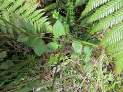 Fuchsia perscandens
