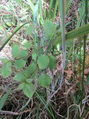 Fuchsia perscandens