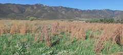 Amaranthus fimbriatus