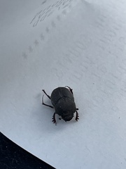 Onthophagus