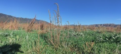 Amaranthus fimbriatus