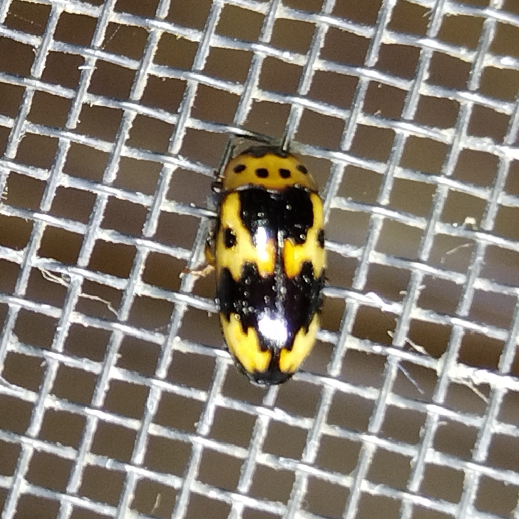 Ischyrus boucardi