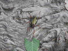 Pterophylla beltrani