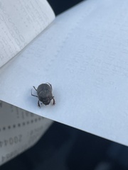 Onthophagus