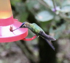 Heliodoxa leadbeateri