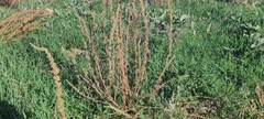 Amaranthus fimbriatus