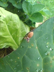 Opisthoncus polyphemus