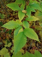 Fagus