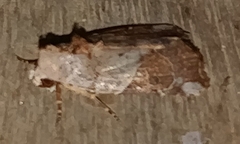 Gonodes liquida