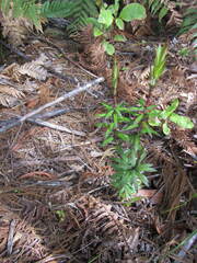 Leptecophylla juniperina