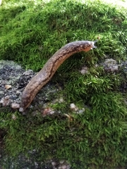Mollusca