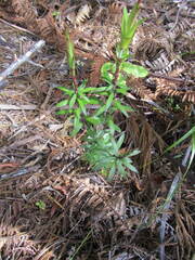 Leptecophylla juniperina