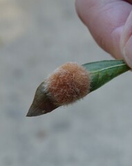 Neuroterus laurifoliae