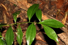 Cryptocarya laevigata