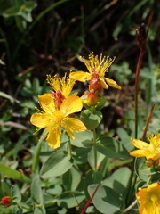Hypericum scouleri