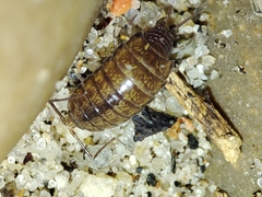 Halophiloscia couchii