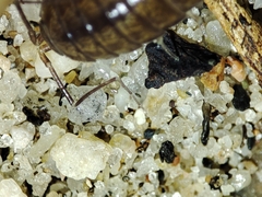 Halophiloscia couchii