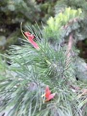 Adenanthos