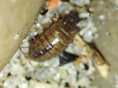 Halophiloscia couchii