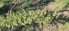 Artemisia dracunculus