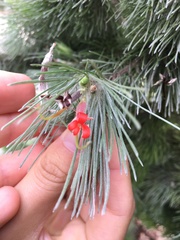 Adenanthos