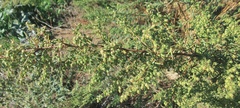 Artemisia dracunculus