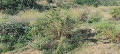 Artemisia dracunculus