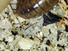 Halophiloscia couchii