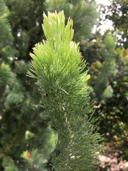 Adenanthos
