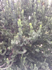 Adenanthos