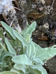 Salvia leucophylla