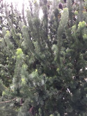 Adenanthos