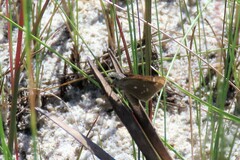 Hesperia attalus slossonae