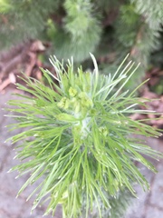 Adenanthos
