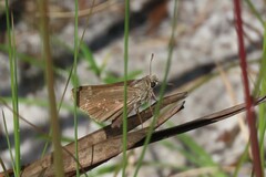 Hesperia attalus slossonae