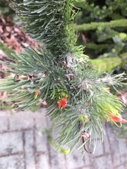 Adenanthos