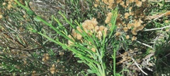 Baccharis sergiloides