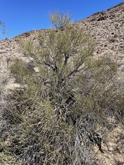 Ephedra californica