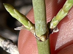 Ephedra californica