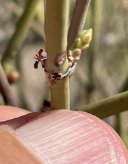 Ephedra californica
