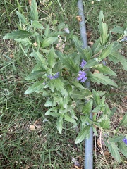 Heliotropium amplexicaule